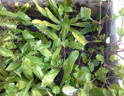 VibeX LXI-22 - Culantro Mexican Coriander - (2250 Seeds) Seed(2250 per packet)