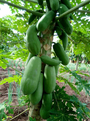 WILLVINE Dwarf Hybrid Papaya Fruit Seed Seed(50 per packet)