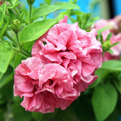 Biosnyg Petunia - Double Cascade Series Flower Seed-Pink-[50 Seeds] Seed(50 per packet)