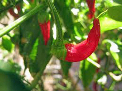 Biosnyg Fast Growing LONG RED CAYENNE PEPPER Seeds For Gardening-(2000 Seeds) Seed(2000 per packet)
