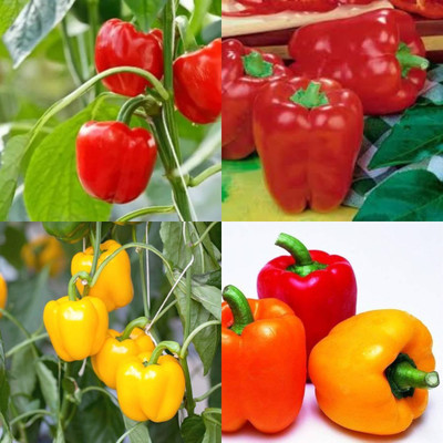 ibains Shimla mirch seeds shimla mirchi pack of 20 Seed(20 per packet)