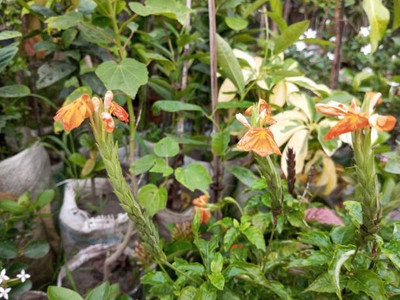 usdeepar retail kanakambaram-firecracker-crossandra Seed(29 per packet)