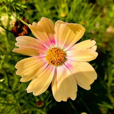 ZIXA Pink Lemonade Cosmos Seed(20 per packet)