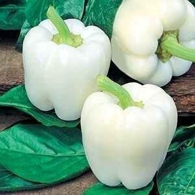 Aywal Capsicum White Shimla Mirch Seed(460 per packet)