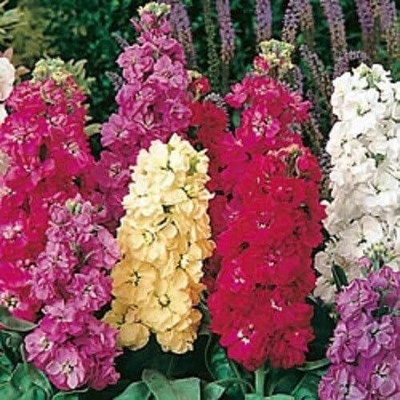 LPR STOCK Seed(100 per packet)