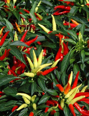Aywal Pepper Chilli Hybrid Seed(100 per packet)