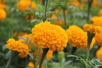 Ilyas marigold/gende ka phool flower seeds Seed(50 per packet)