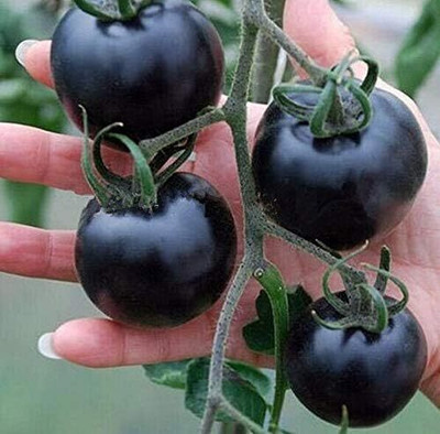 KNESSiN Colorful Tomatoes Seeds Seed(200 per packet)