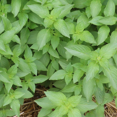 Qualtivate GUA-7 Mrs. Burns Lemon Basil Seeds Seed(1000 per packet)