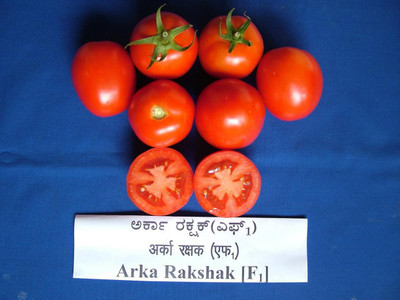 CYBEXIS Hybrid No. 15 Hybrid Arka Rakshak Tomato2000 Seeds Seed(2000 per packet)