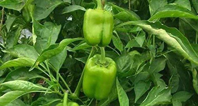 LPR CAPCICUM SEEDS, SHIMLA MIRCH Seed(20 per packet)