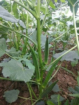 Qualtivate RES-7A Lady’s Finger F-1 Hybrid Seeds Seed(350 per packet)