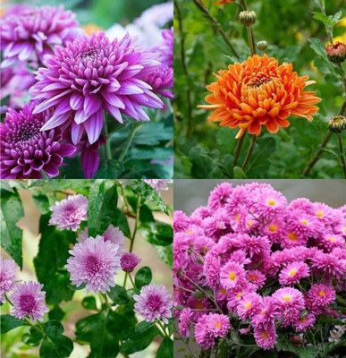 ibains Chrysanthemum flower seeds hybrid beez 24 Seed(24 per packet)