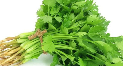 Qualtivate KGF -8 Non-GMO Heirloom Cilantro Seed Seed(500 per packet)