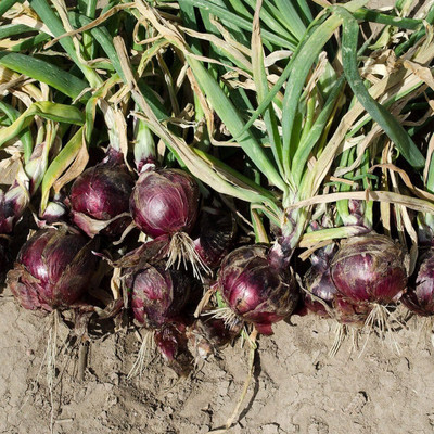 WILLVINE GOI -XIII Red Grano Onion Seeds for Planting [50g] Seed(30000 per packet)