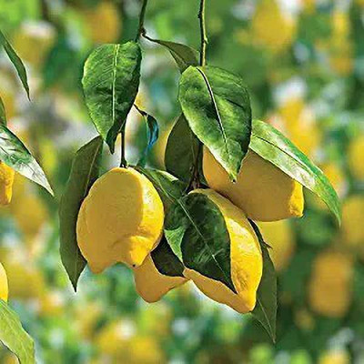 MAA Lemon, Nimbu Seed(46 per packet)