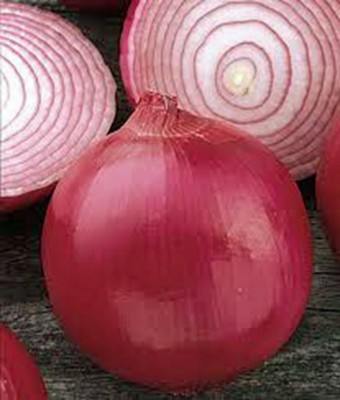 Qualtivate HYB-9A Short Day, Burgandy Red Onion Seeds Seed(500 per packet)