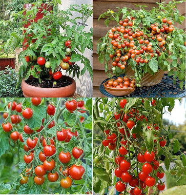 ibains Tomato vegetable hybrid fress seeds bij 69 Seed(69 per packet)