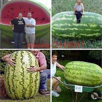 EVY Watermelon Seeds Seed(100 per packet)