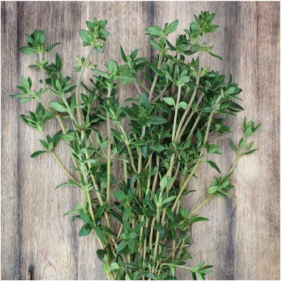 CYBEXIS LX-81 - Summer Thyme - (450 Seeds) Seed(450 per packet)