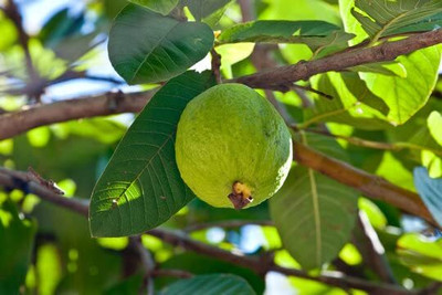 Aywal Guava Seed(15 per packet)