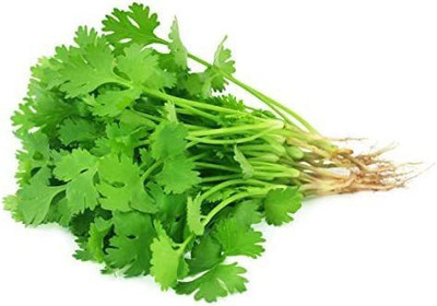 VibeX LX-64 - Cilantro (Coriandrum sativum) - (2250 Seeds) Seed(2250 per packet)