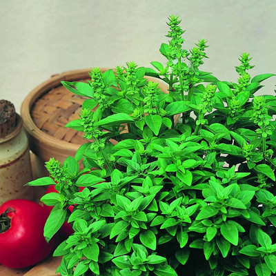 VibeX ® LXI-20 Basil Spicy Globe Bush Seed(1000 per packet)