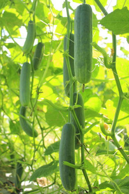 AFARTIOBINA 113 Pc Cucumber Seeds Seed(113 per packet)
