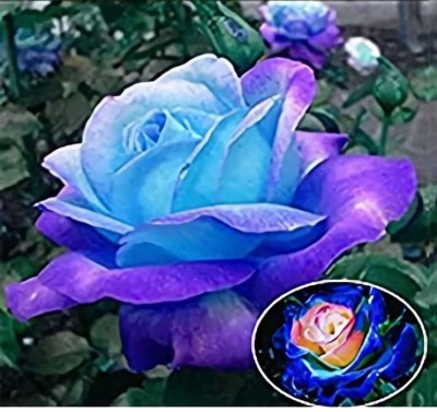 Qualtivate HYB-1A Hybrid Rose Seeds Seed(25 per packet)