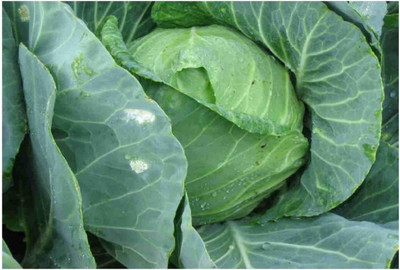 CYBEXIS Cabbage - Golden Acre Seeds2000 Seeds Seed(2000 per packet)