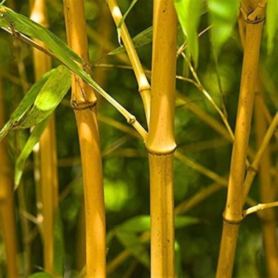 ibains Hybrid bamboo tree seeds Seed(135 per packet)