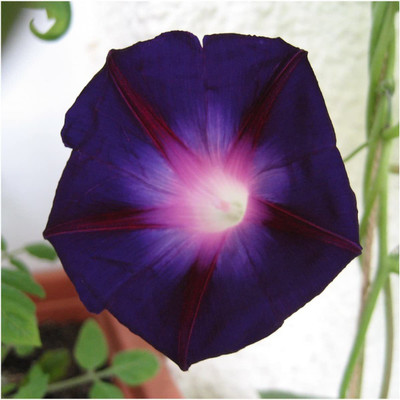 CYBEXIS VVI-21 - Morning Glory Flowering Climber Vine - (100 Seeds) Seed(100 per packet)