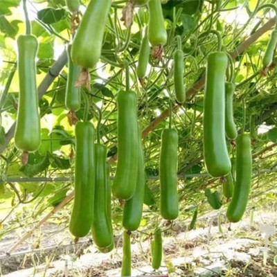 Aywal Lauki/Lau/Clabash Seed(60 per packet)