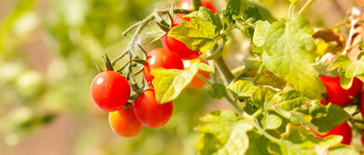 PROWSEED tomato Seed(85 per packet)