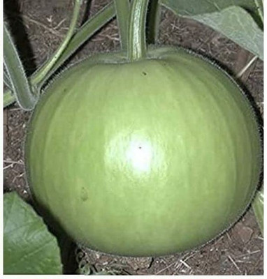 Qualtivate HUA-8A Bottle Gourd Lattu Vegetable Seed(50 per packet)
