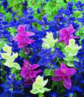 CYBEXIS XL-12 - Clary Tricolor (Painted Sage) - (450 Seeds) Seed(450 per packet)