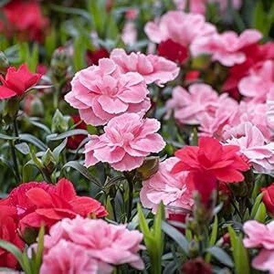Epazo Carnation Flower Mixed Colour F1 Hybrid Seed(60 per packet)