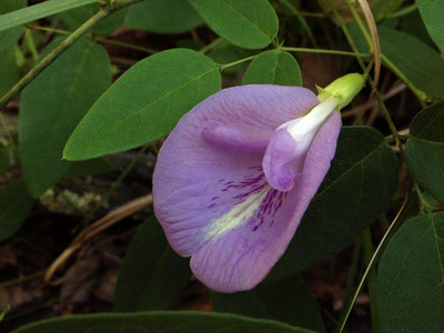 Qualtivate HYB-1A Butterfly Pea Atlantic Seeds Seed(200 per packet)