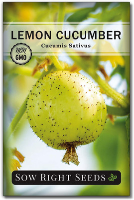 CYBEXIS TLX-58 - Lemon Cucumber - (150 Seeds) Seed(150 per packet)