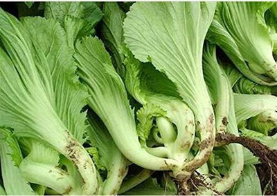 WILLVINE GOI -III GAI Choi Chinese Mustard Cabbage Seeds [50g] Seed(15000 per packet)