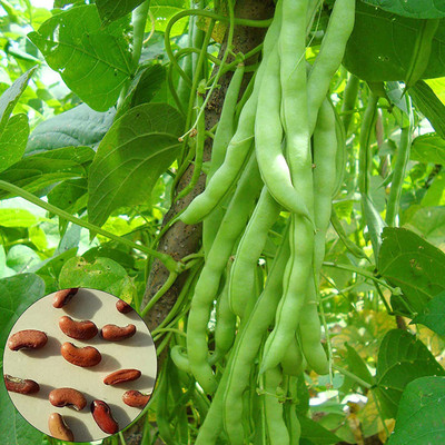 CYBEXIS High Germination Runner Beans Seeds800 Seeds Seed(800 per packet)