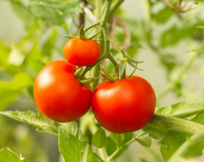 Shree Dev tomato Seed(35 per packet)