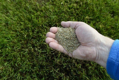 LPR GHAS,GRASS Seed(400 per packet)
