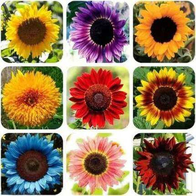 SEMINA VITA giant sunflower seeds for planting bij flower Seed(2 per packet)