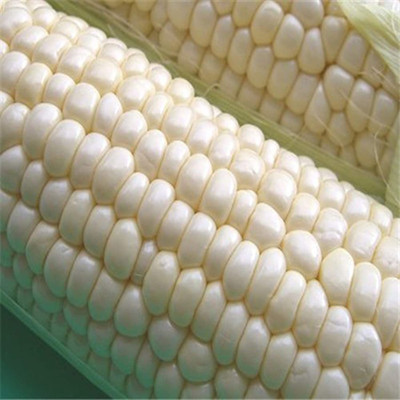 CYBEXIS High Yield White Corn Seeds1000 Seeds Seed(1000 per packet)