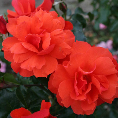 CYBEXIS LXI-22 - Orange Rose - (300 Seeds) Seed(300 per packet)