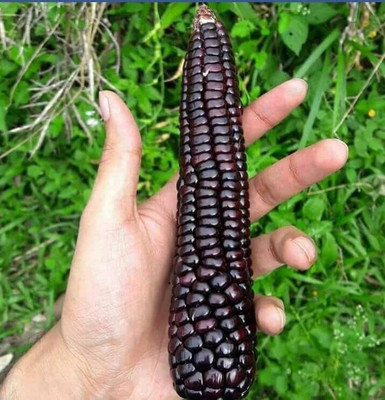 Aywal On Deck Sweet Corn Seed(175 per packet)