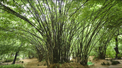 Mozette Exotic bamboo Seed(36 per packet)