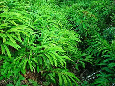 CYBEXIS ATS-84 - Malabar Cardamom Plant - (180 Seeds) Seed(180 per packet)
