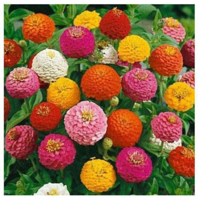 Avysa Zinnia Double Mixed Seed(20 per packet)